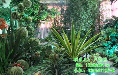 綠藝軒商貿 武漢花卉租擺與綠植代管理的優質選擇