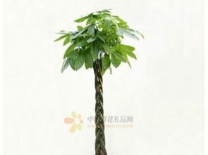 重慶專業(yè)寫(xiě)字樓辦公室綠植出租服務(wù) 為您的辦公空間增添生機(jī)與活力