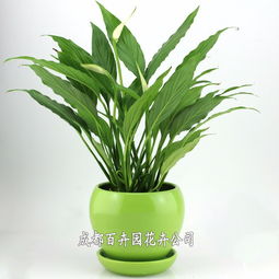 成都辦公室綠植租擺全指南 價(jià)格、方案設(shè)計(jì)一站式解析