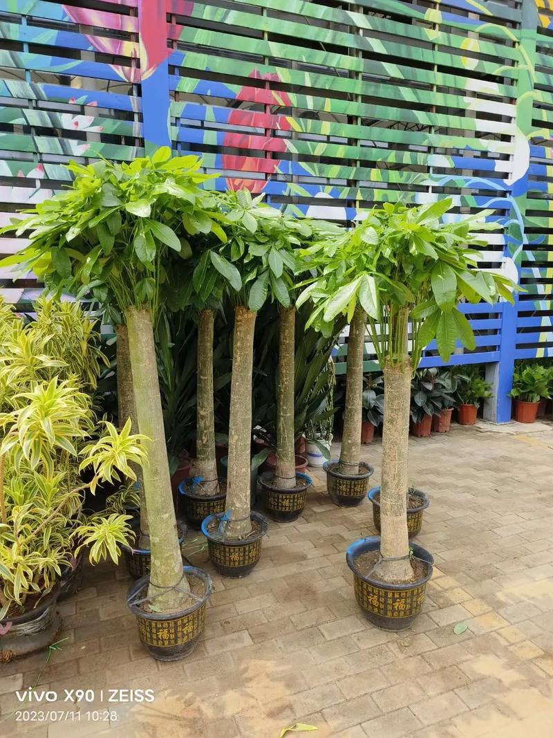 北京綠苑綠植花卉公司 專業(yè)花卉綠植租借，為您的空間注入盎然生機(jī)