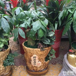 泉州綠植租擺服務(wù) 打造生機(jī)盎然的空間美學(xué)