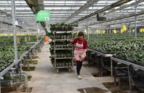 花卉綠植租借 公司+農戶模式助推群眾家門口穩定就業