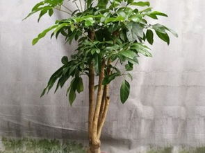 廣州花卉租擺 美化空間，便捷經濟的綠化新選擇