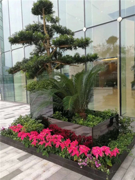 綠植租賃新風尚 武漢雅淳花卉，點亮漢口辦公與生活空間