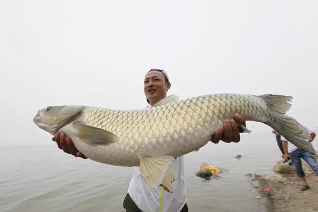 釣界黃曉明 野釣營中的非凡實(shí)力與魅力