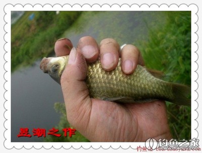 轉(zhuǎn)釣魚娃 野釣實(shí)戰(zhàn)篇之十二 站高處 擒鯽妹 野釣營
